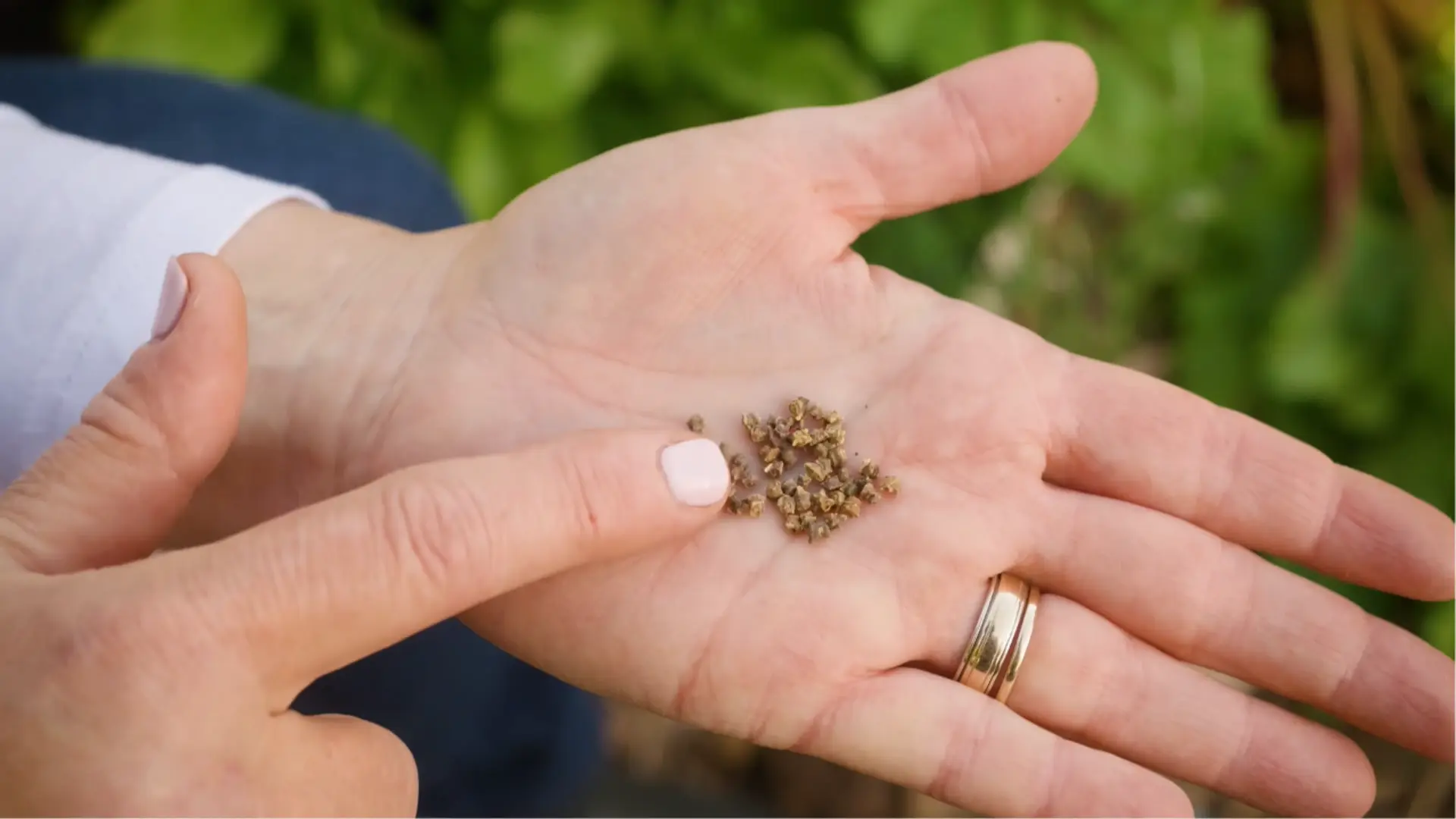 Hands holding beet seeds ready for planting in a garden.