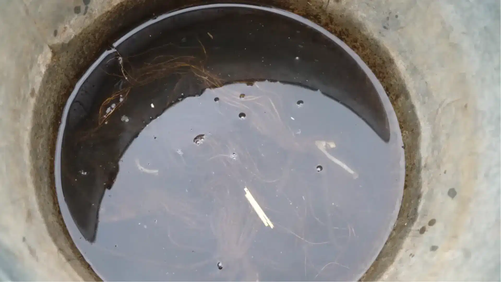 Strawberry plants soaking in water before planting to hydrate roots and prepare for the garden bed.