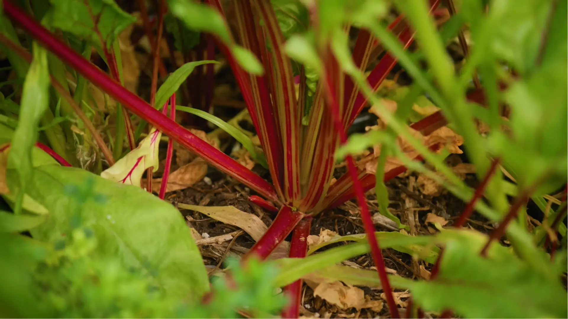 Growing beet plants with healthy red stems and green leaves in a garden bed.