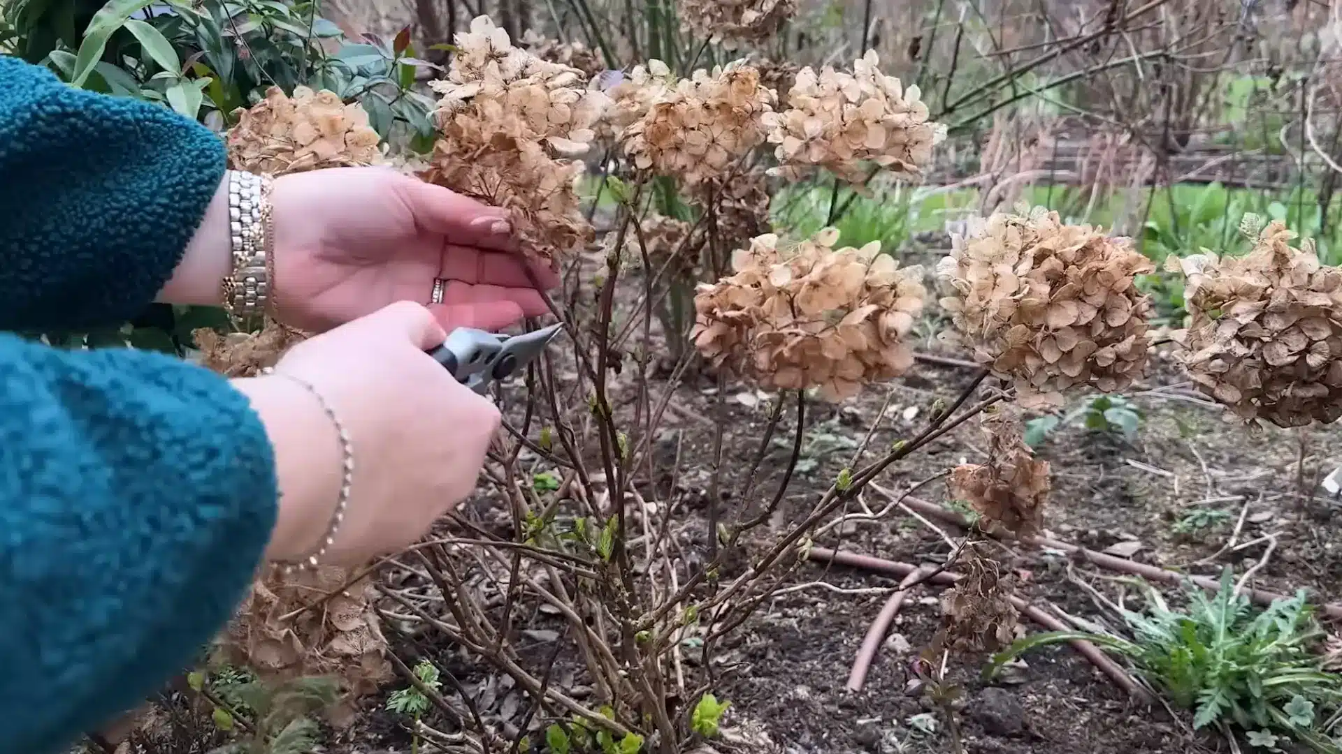 Pruning shears cutting a hydrangea stem below dried flower heads in a garden.