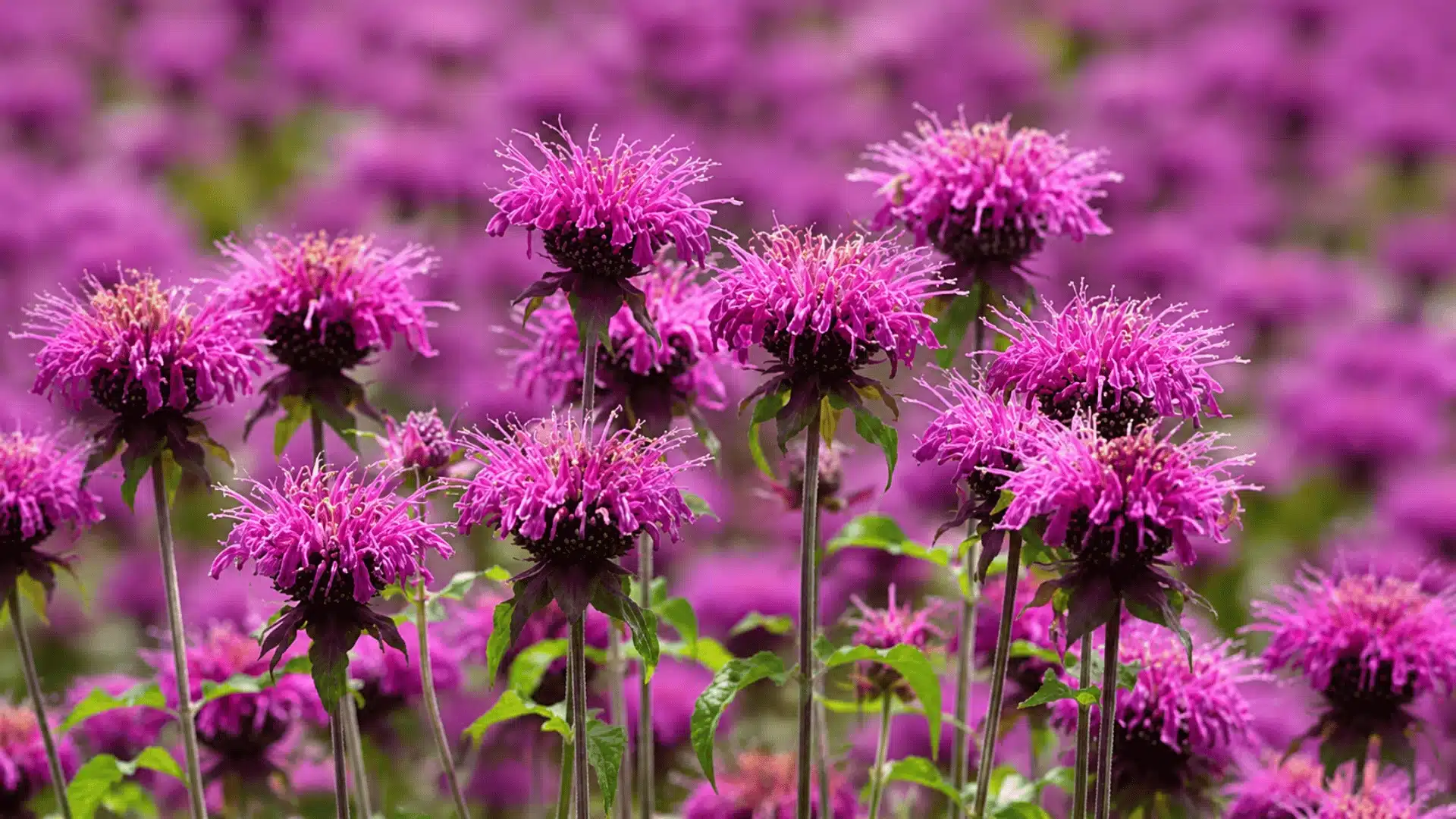 Purple bee balm flowers blooming with green leaves and a blurred garden background.
