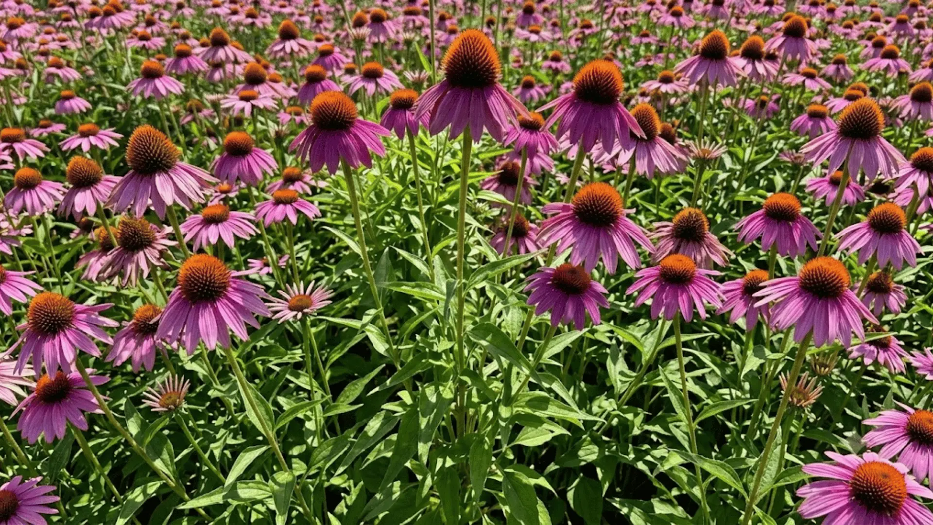 Purple coneflower blooms with raised centers in garden bed