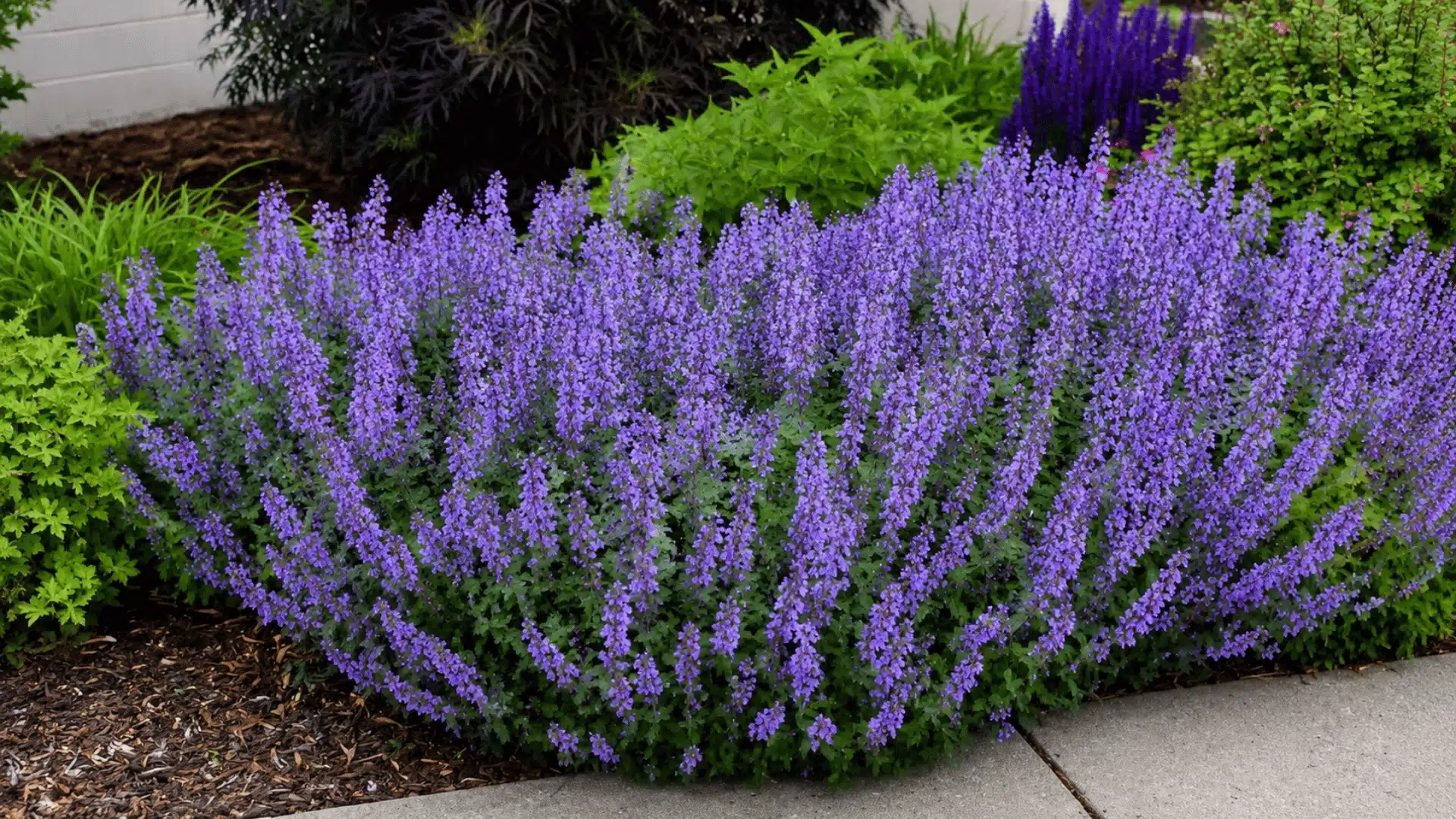 Purple flower spikes growing in a garden bed beside a concrete path.