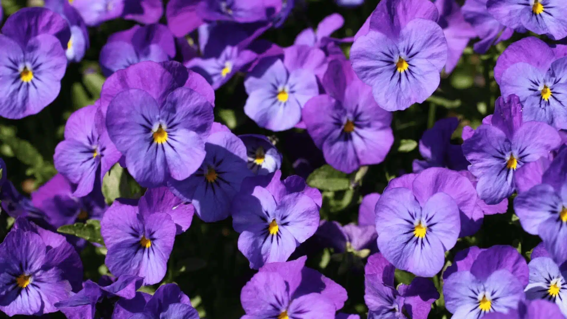 Purple pansy flowers with yellow centers blooming densely among green leaves in a garden.