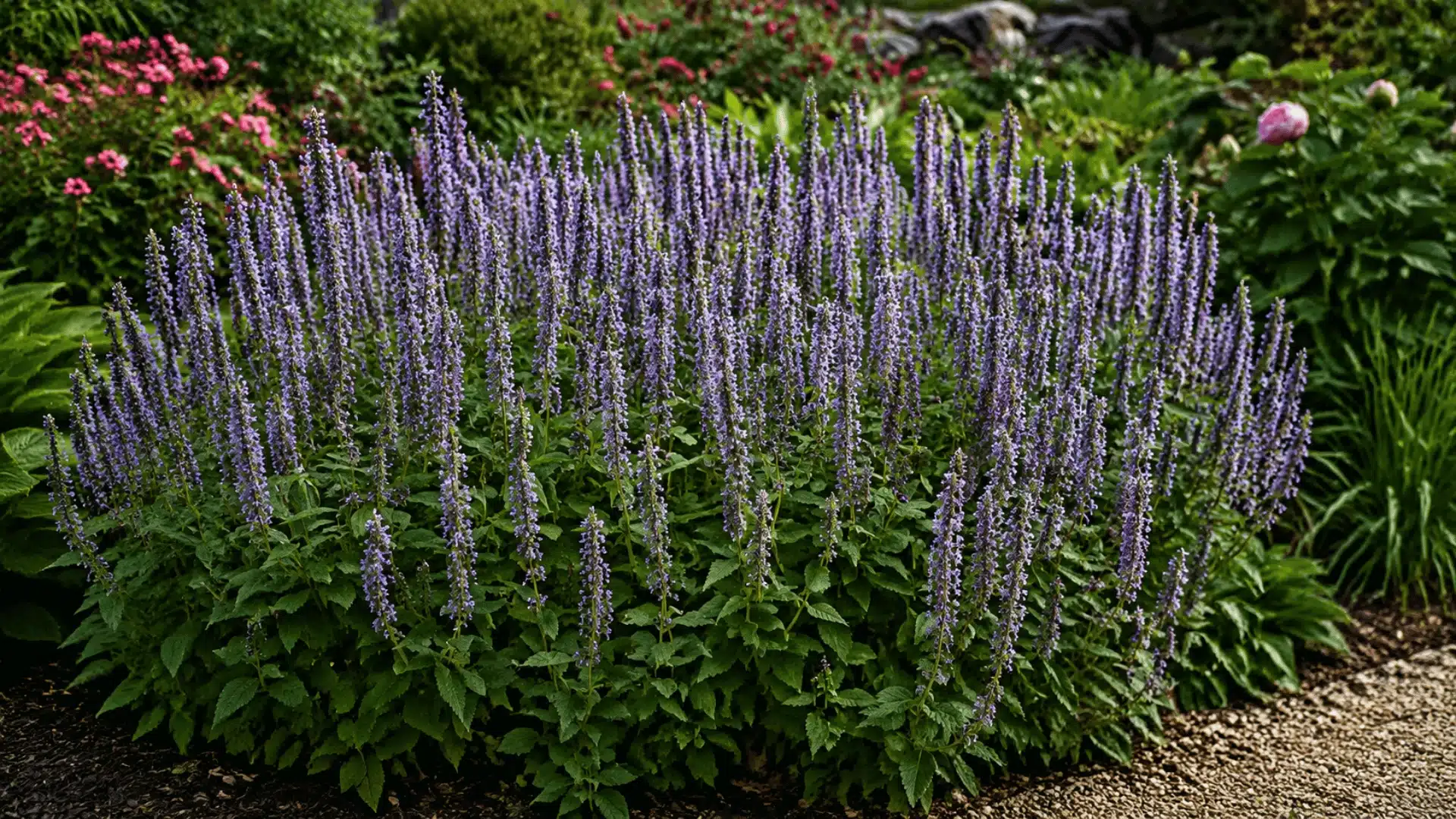 Purple spike flowers blooming in a garden bed with green foliage and surrounding plants.