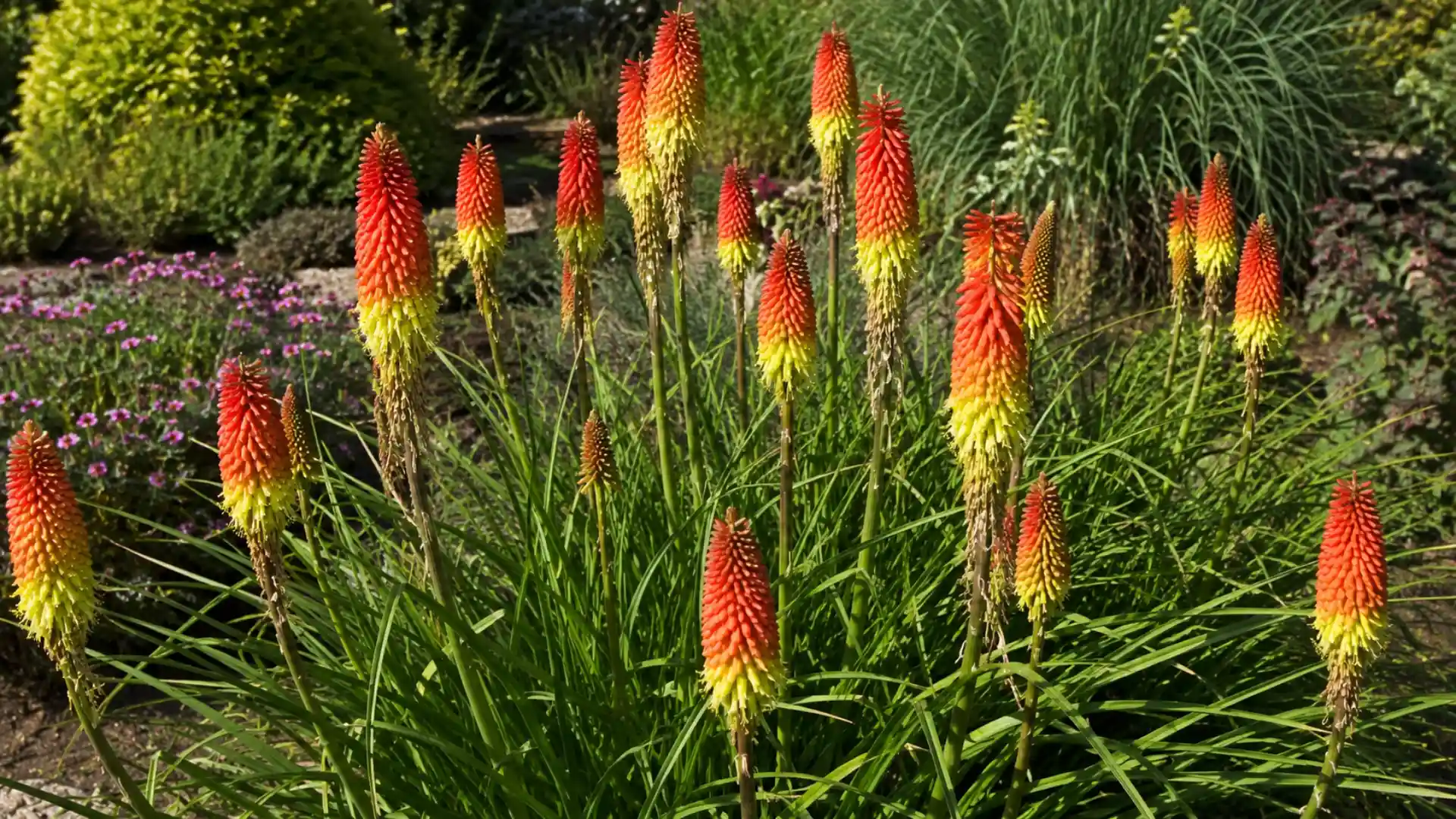 Orange and yellow red hot poker flower spikes rising above a sunny garden bed outdoors