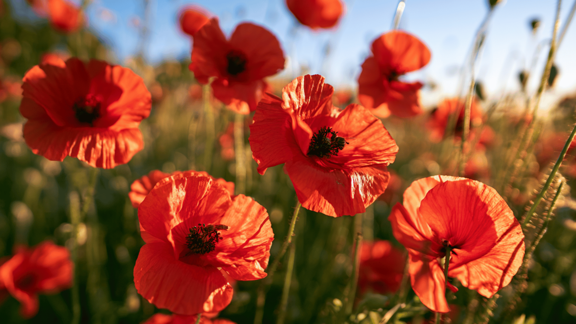 red poppy flowers blooming in a sunny summer meadow with green stems and a softly blurred natural background