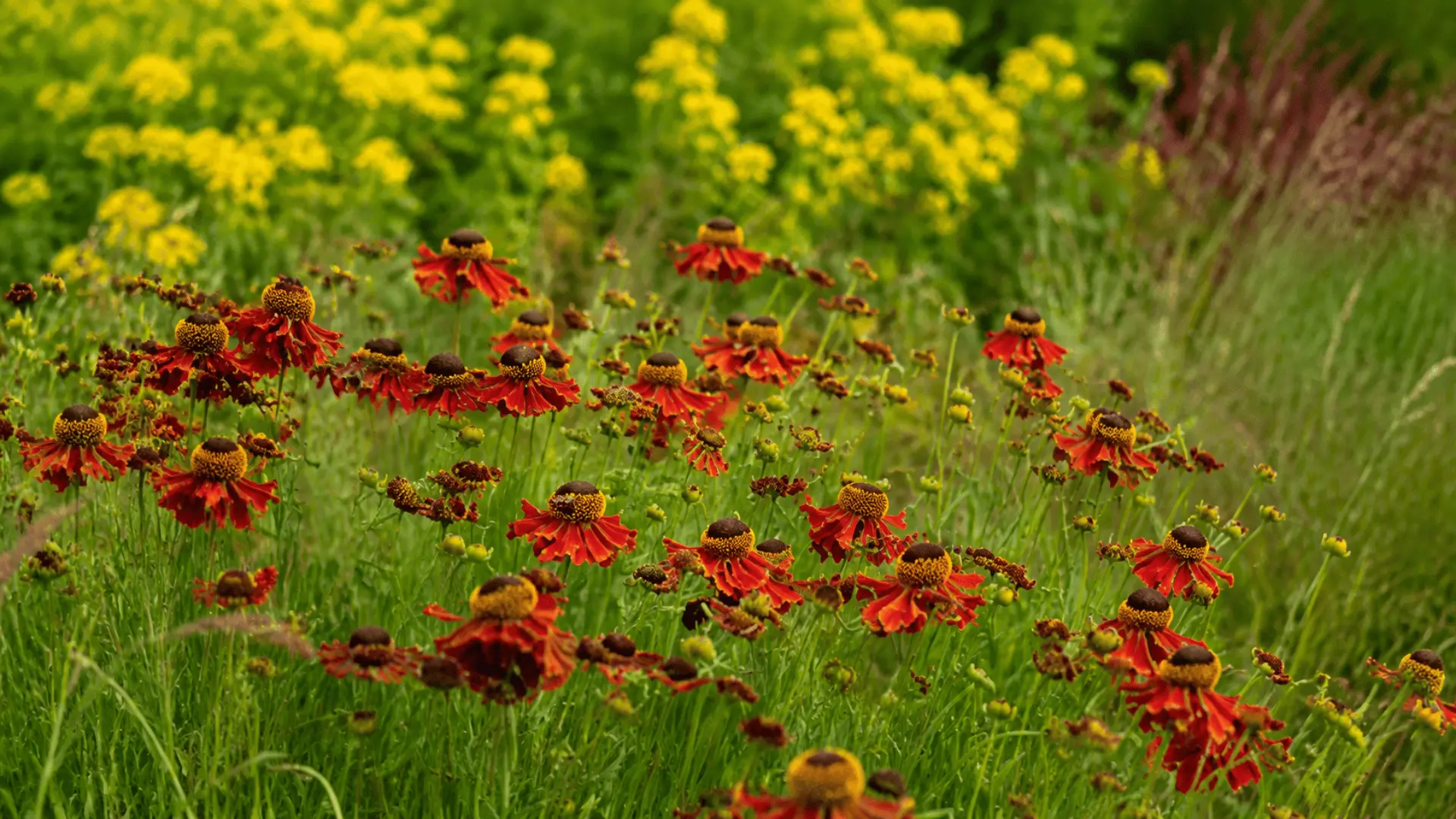 Red sneezeweed flowers blooming in a meadow with green grass and yellow flowers in the background.