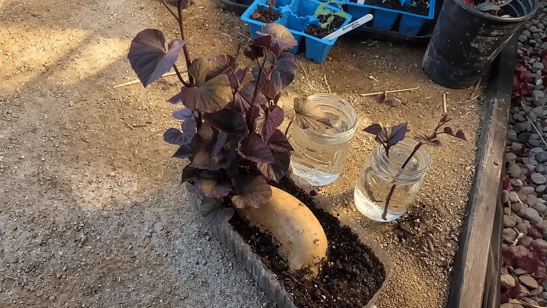 Sweet potato slips growing from a tuber with rooted cuttings placed in water jars for propagation