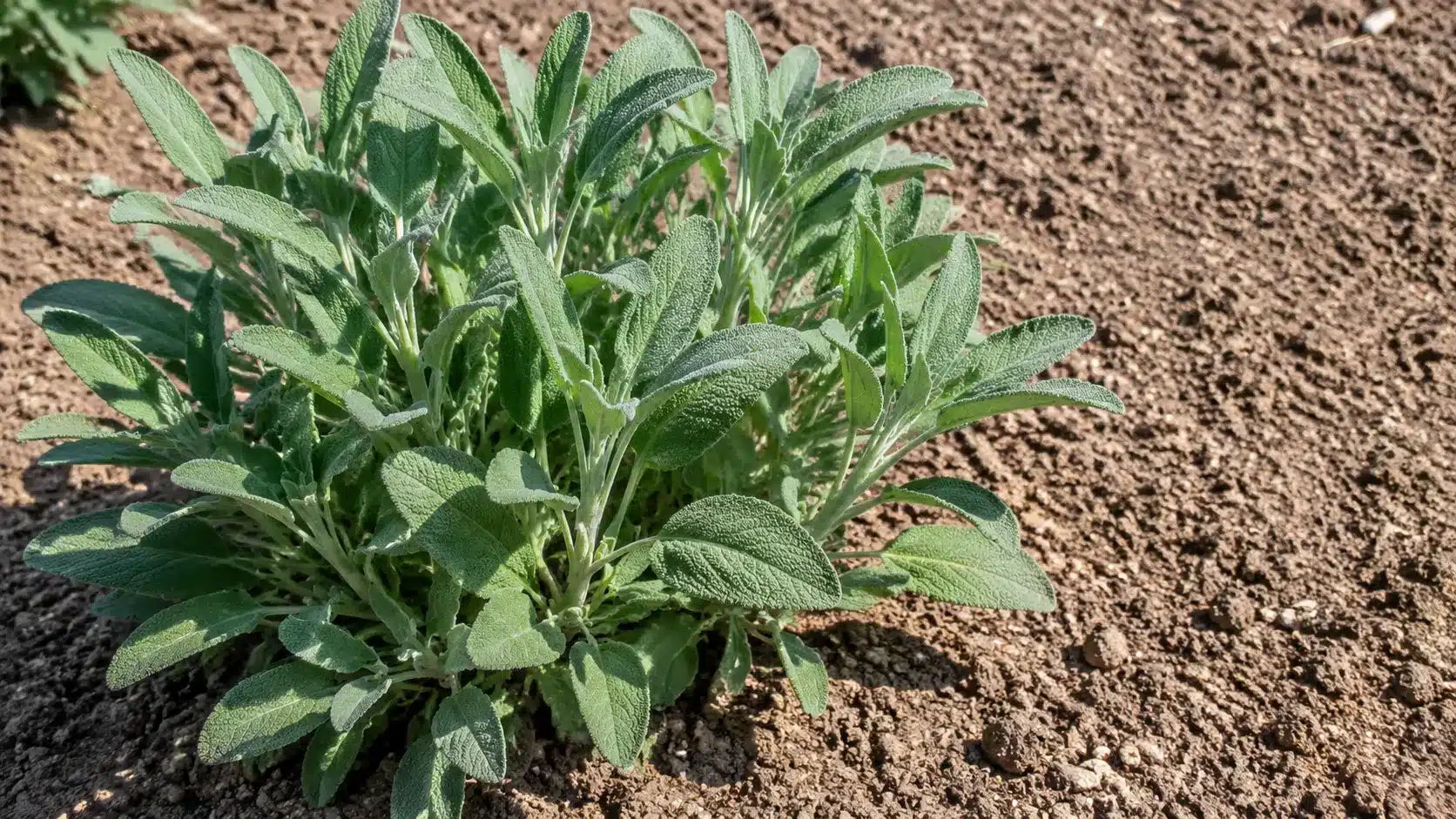 Established sage plant growing in dry soil under full sun.