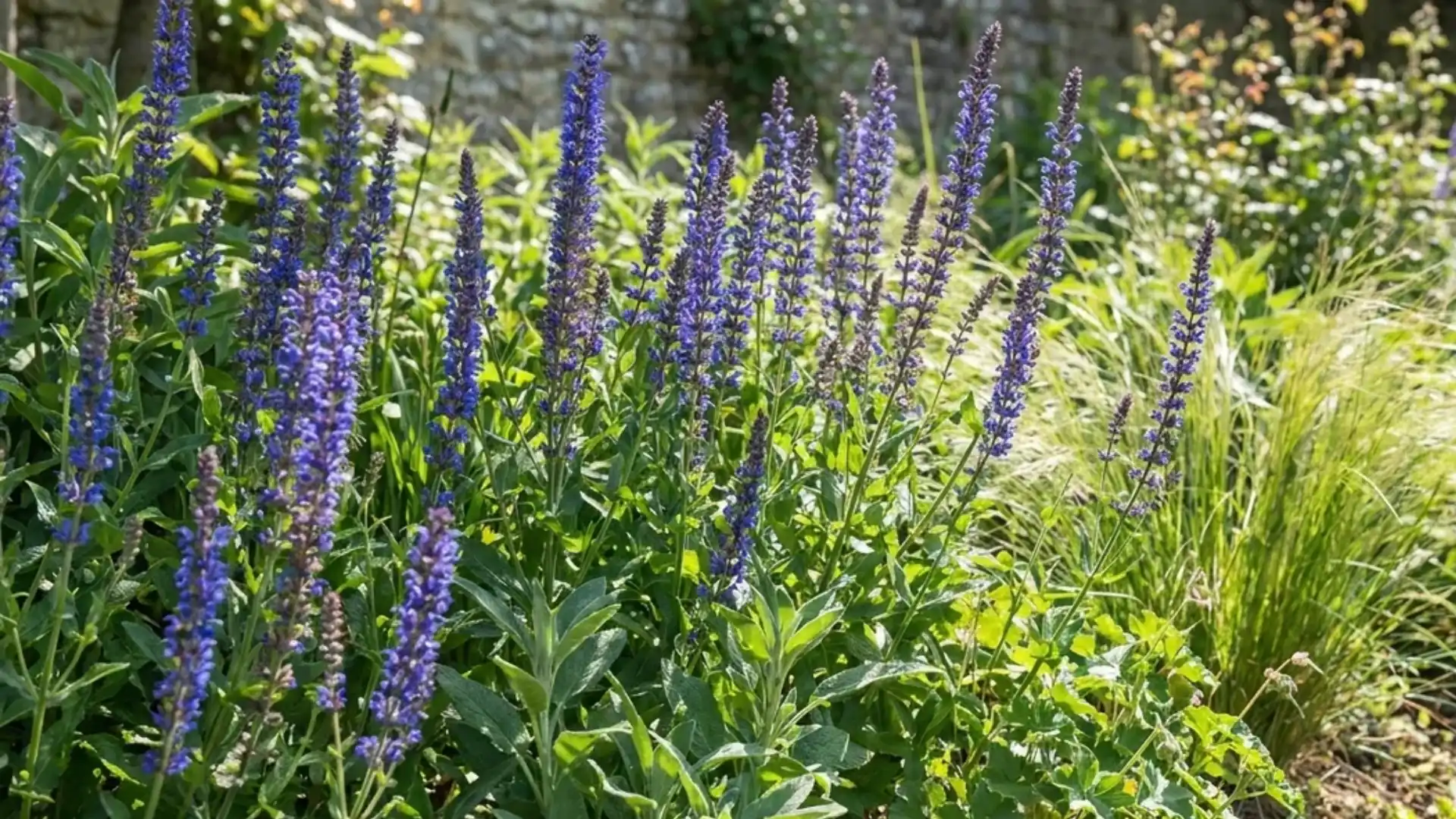 Tall blue salvia flower spikes rising above green foliage in a sunny garden border