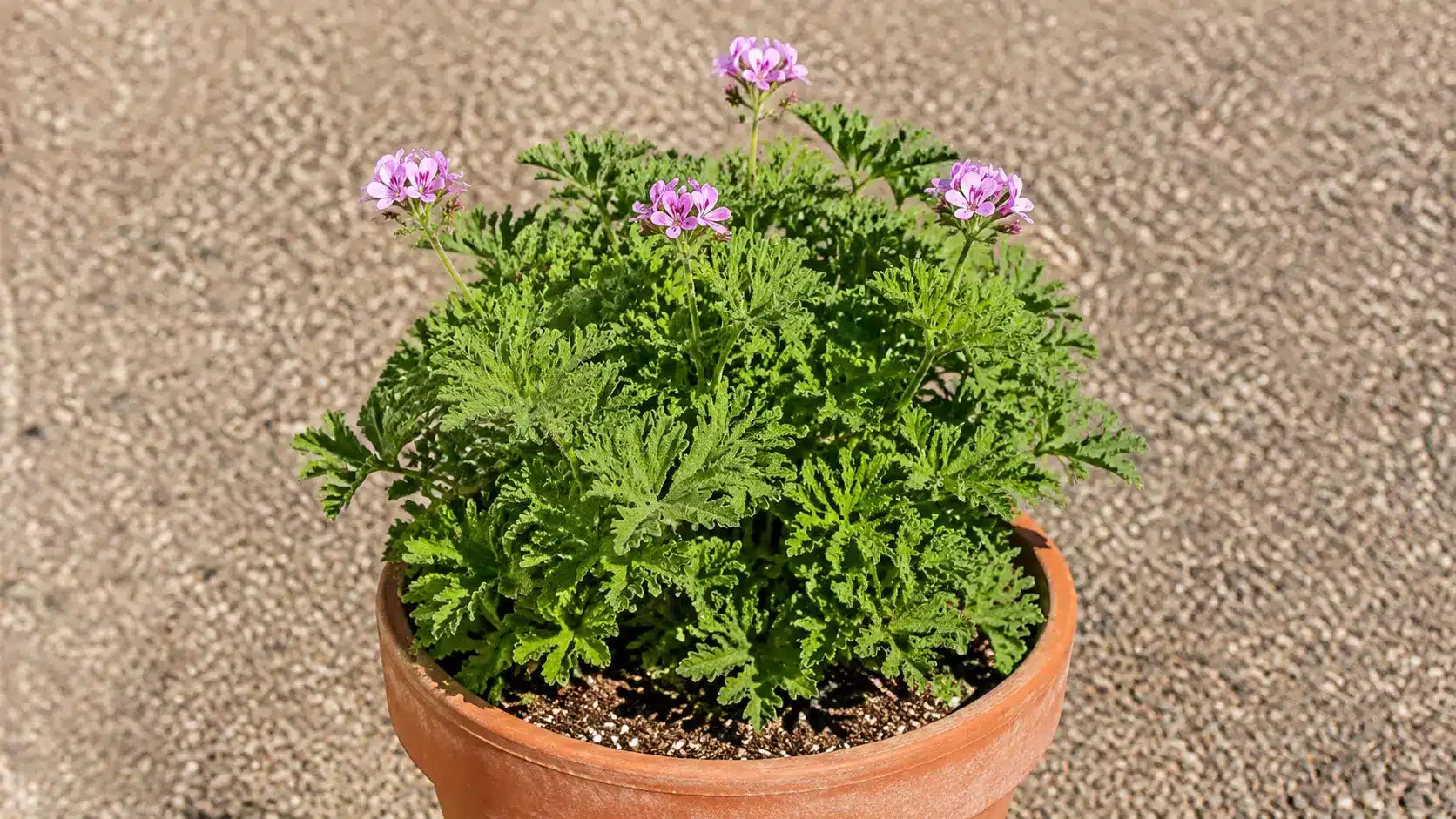 Scented geranium growing in a well-drained container under full sun.