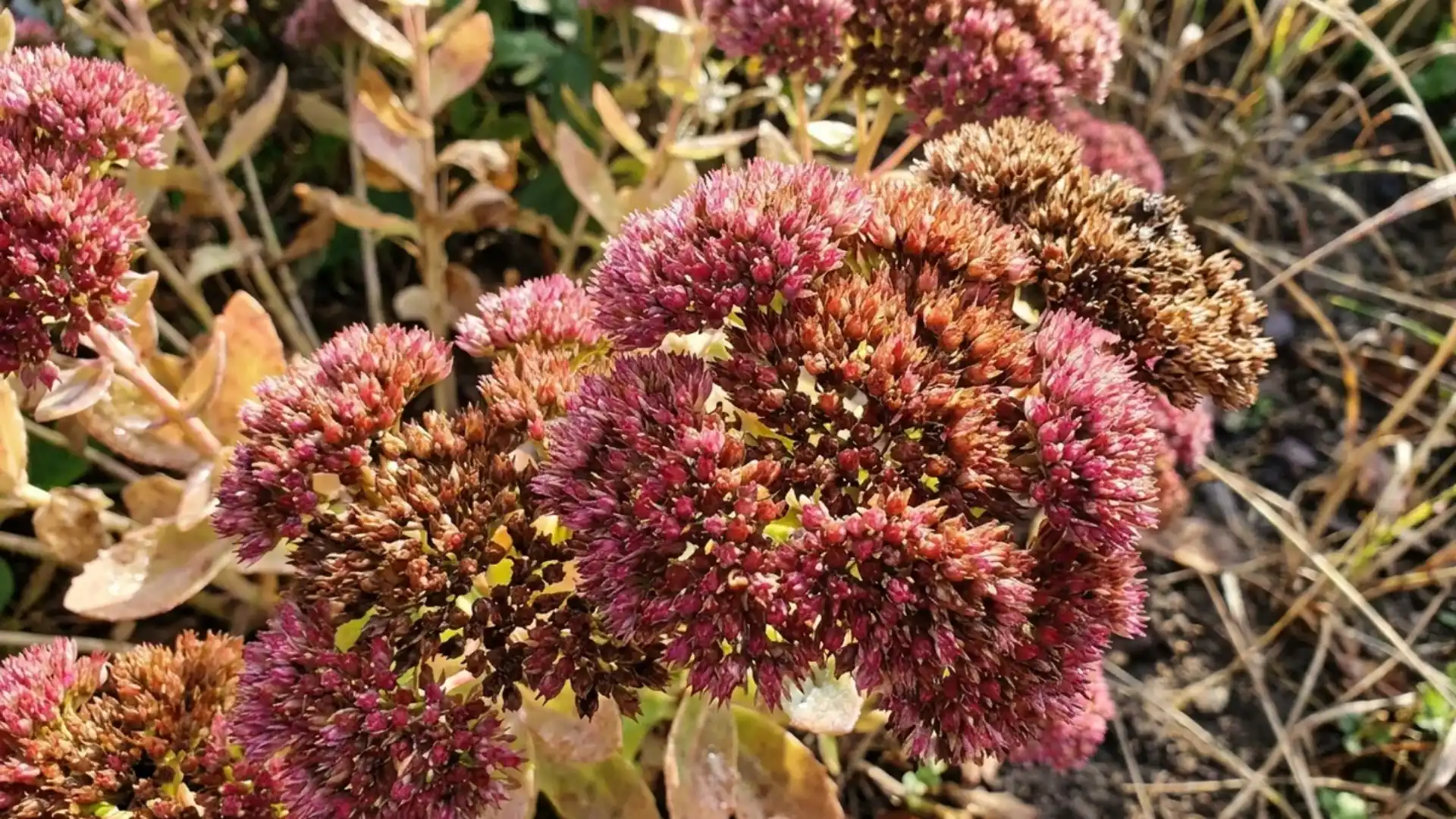Sedum autumn joy flower heads turning rust colored in a sunny fall garden border