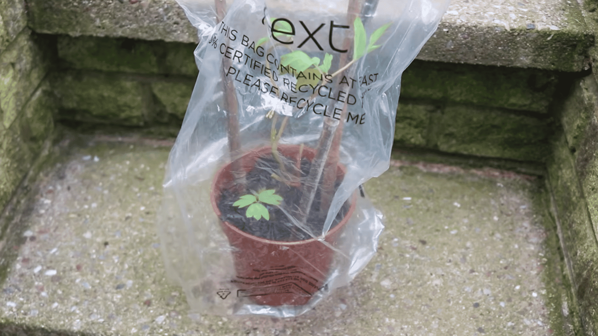 small potted bleeding heart cutting covered with a clear plastic bag to maintain warmth and humidity while rooting