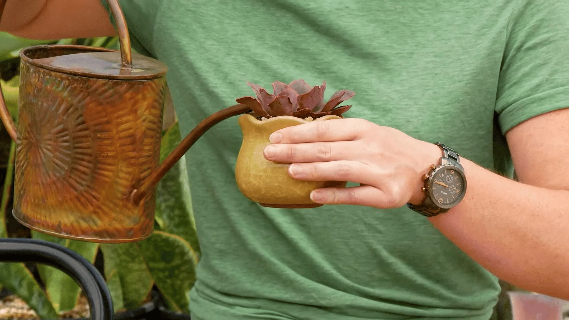 Watering succulent soil deeply with enough water to soak the roots