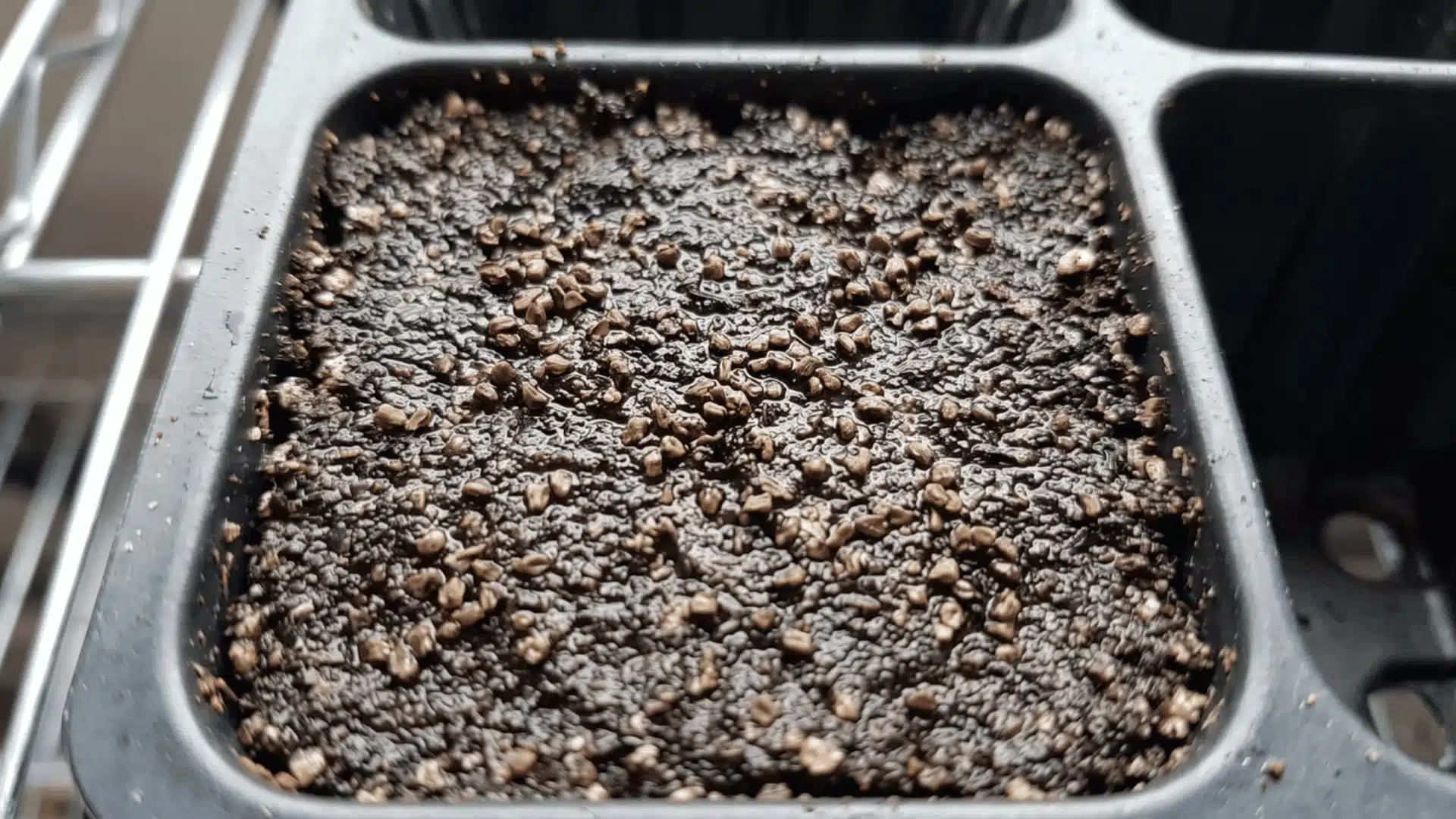Celery seeds scattered on damp starting mix in a seed tray