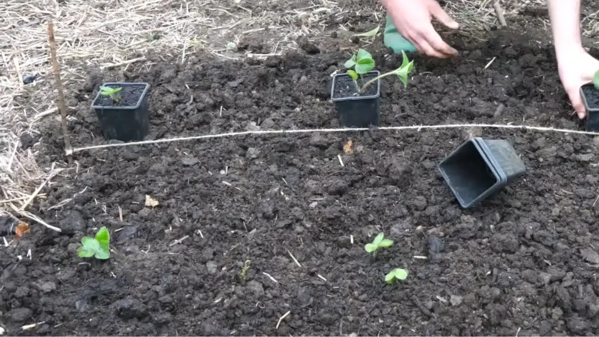 Strawberry seedlings being spaced and planted in a prepared garden bed with rich soil for healthy growth.