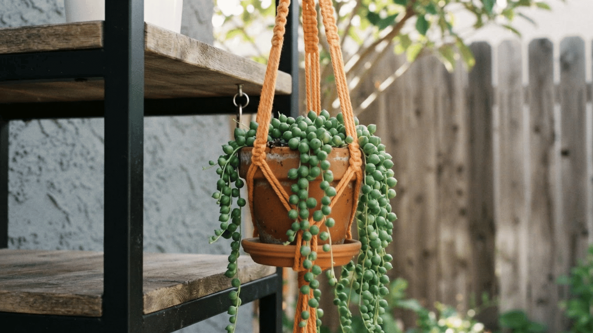 string of pearls succulent cascading from a terracotta pot held in an orange macrame hanger beside wooden shelves