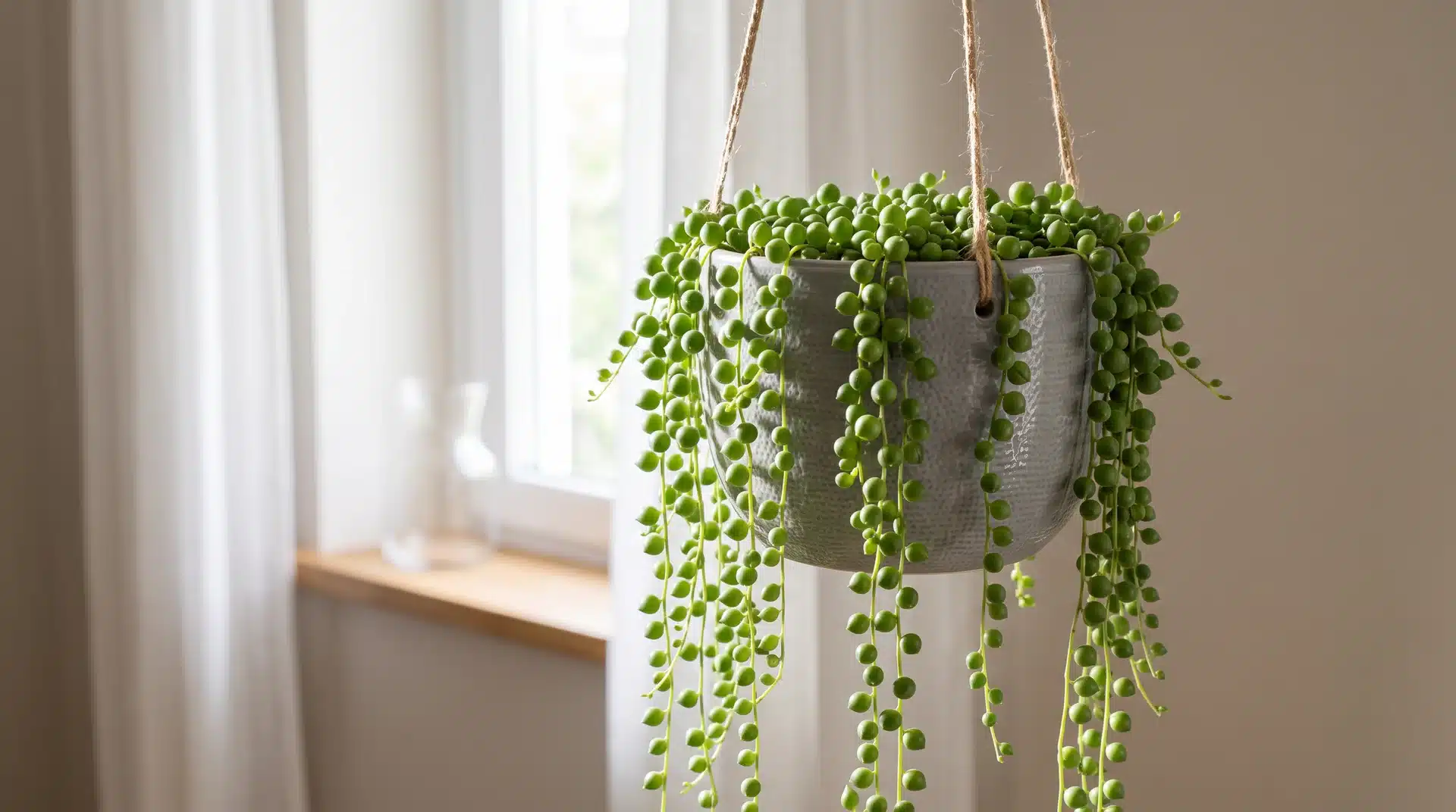 String of pearls plant with bead-like leaves trailing from a hanging pot near a bright window.