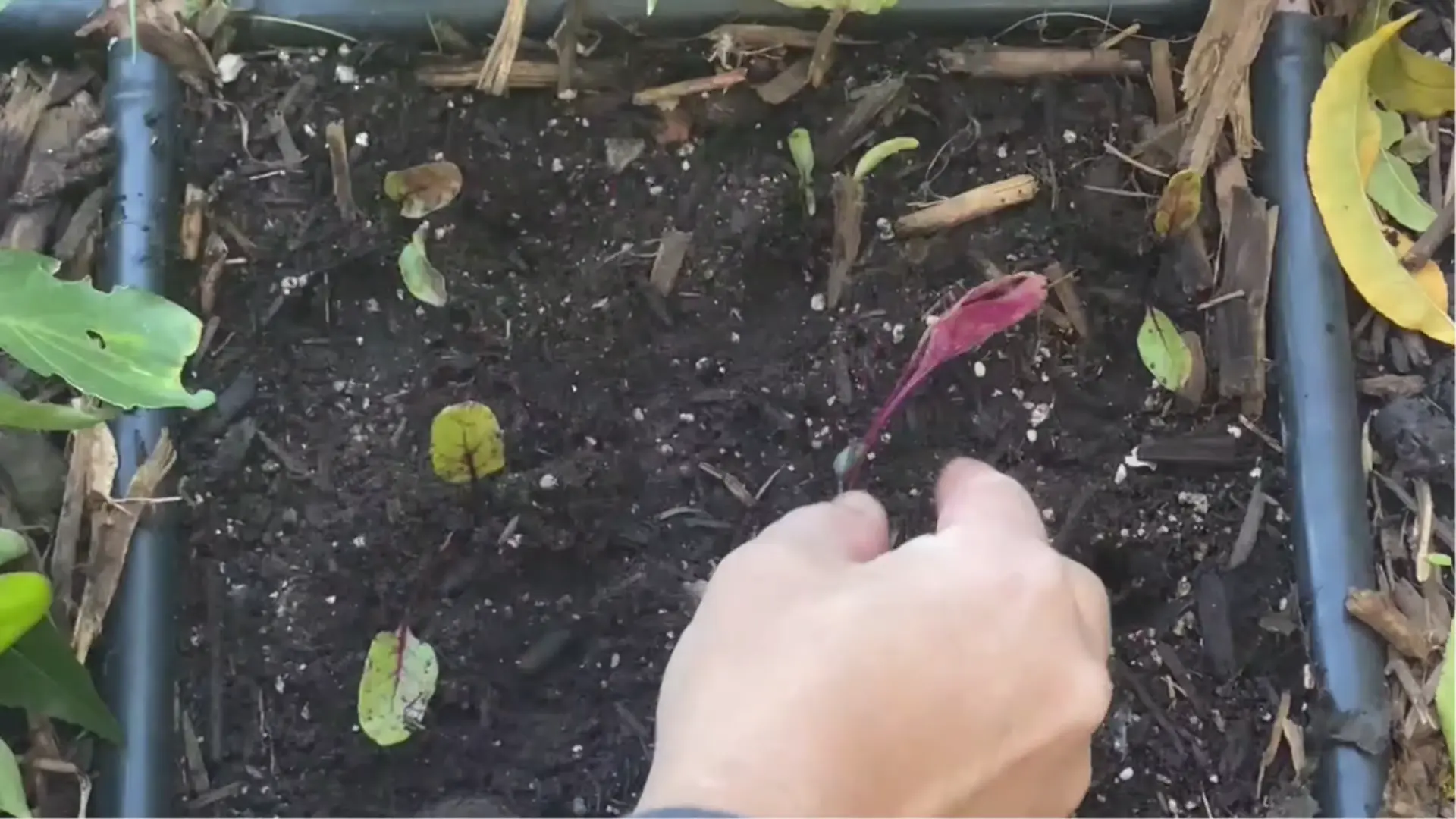 Hand thinning young beet seedlings growing in a garden bed.