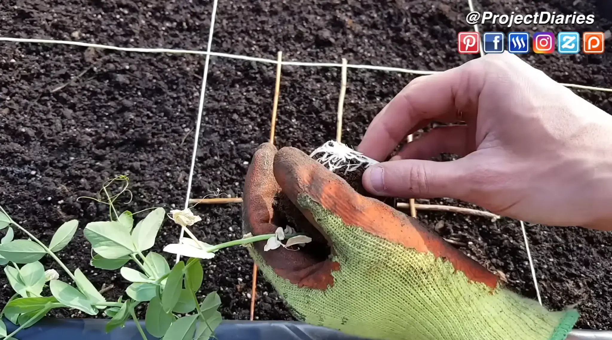 Gardener planting a pea seedling in a string-divided square-foot garden bed.