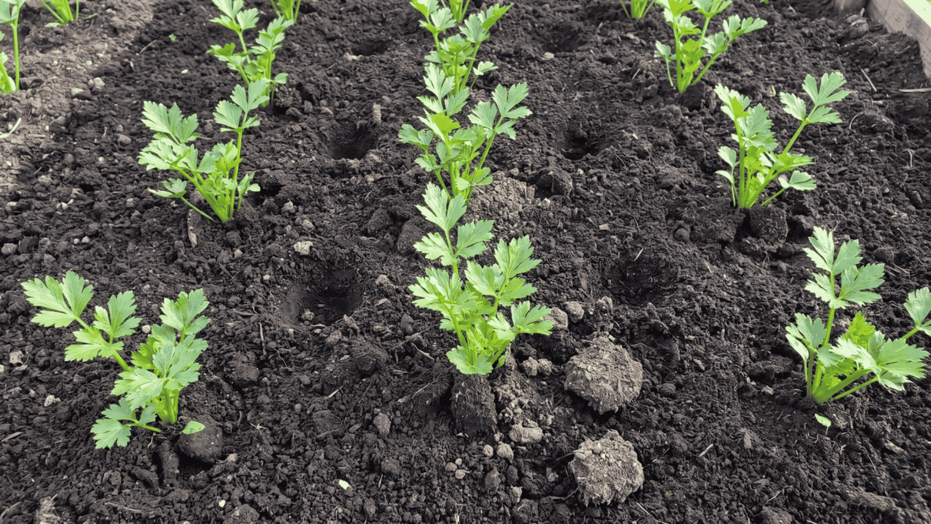 Celery seedlings transplanted in rows with space between plants