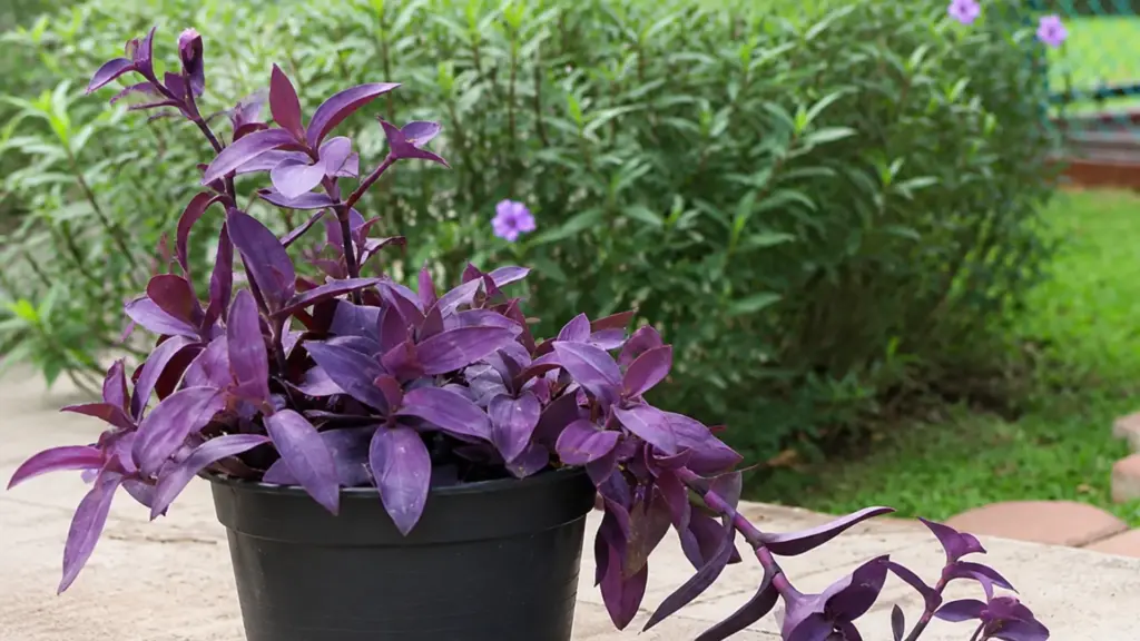Wandering Jew Plant Care: Light, Watering, and Pruning wandering-jew-plant-care-how-to-keep-tradescantia-healthy