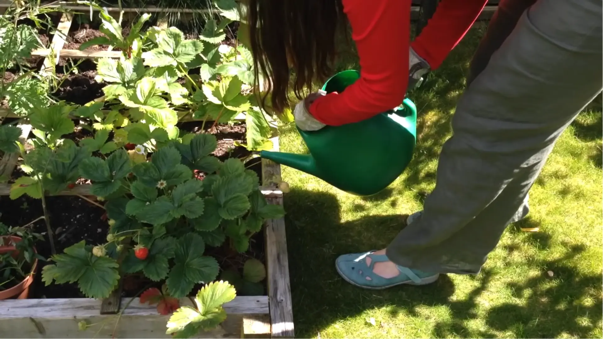 water feed and mulch the plants