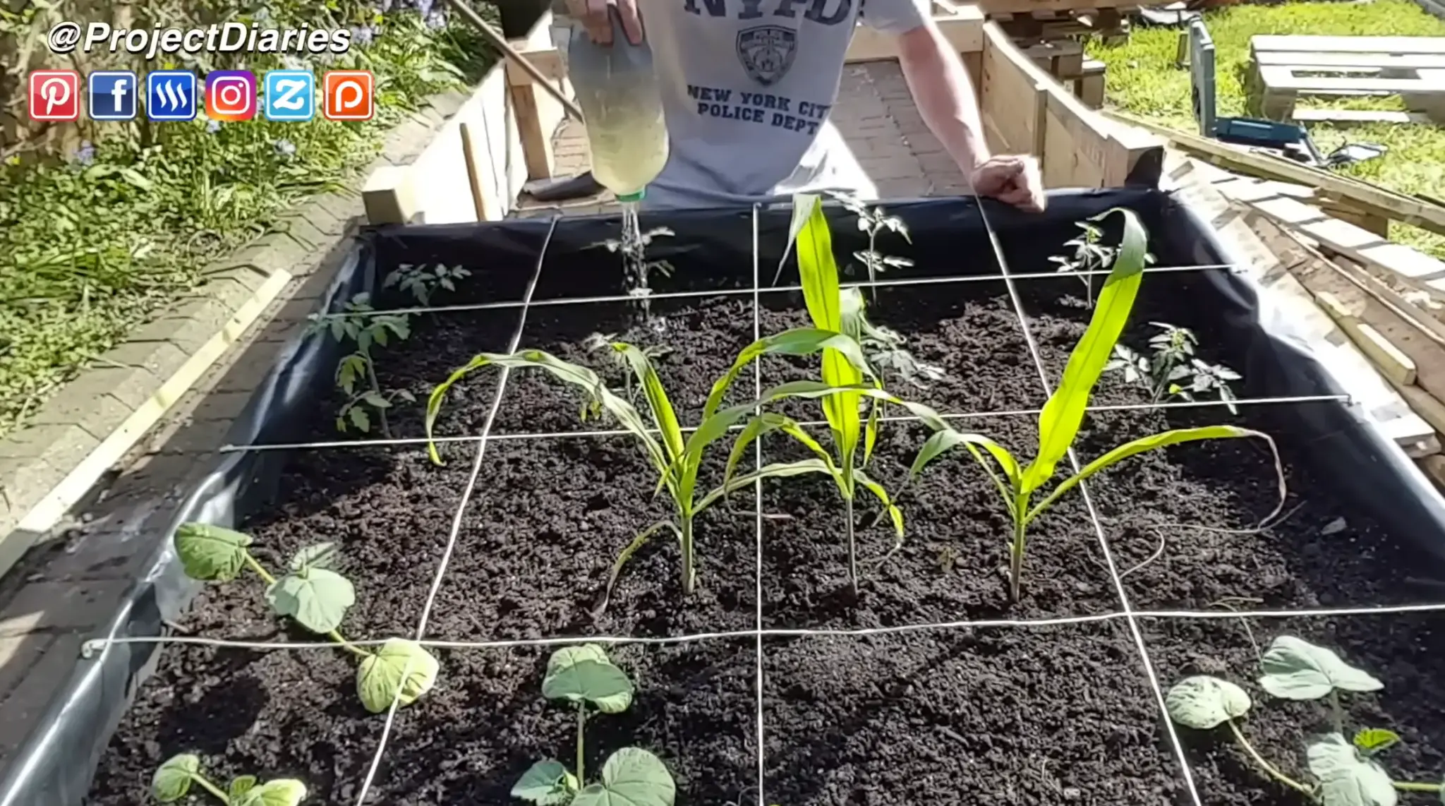Gardener watering corn and other young plants in a string-divided square-foot garden bed.