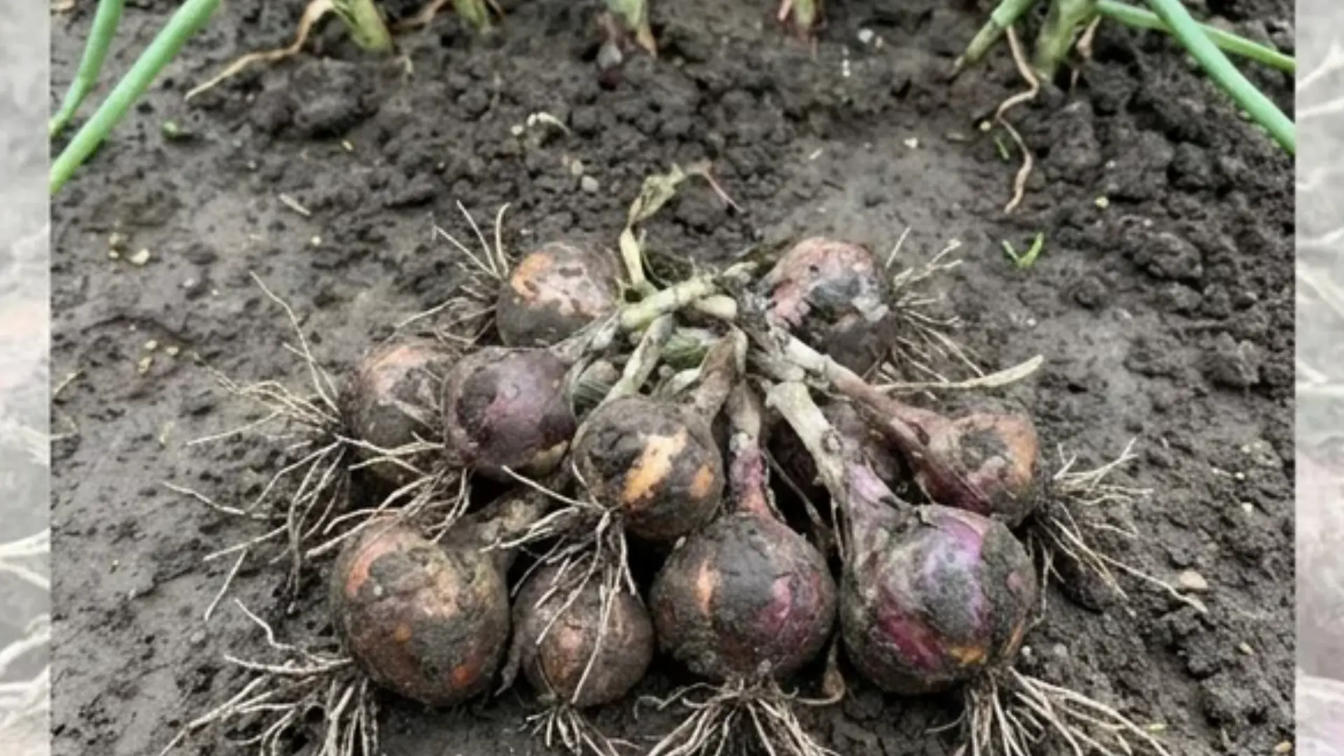 Several small undersized onion bulbs pulled from crowded garden soil