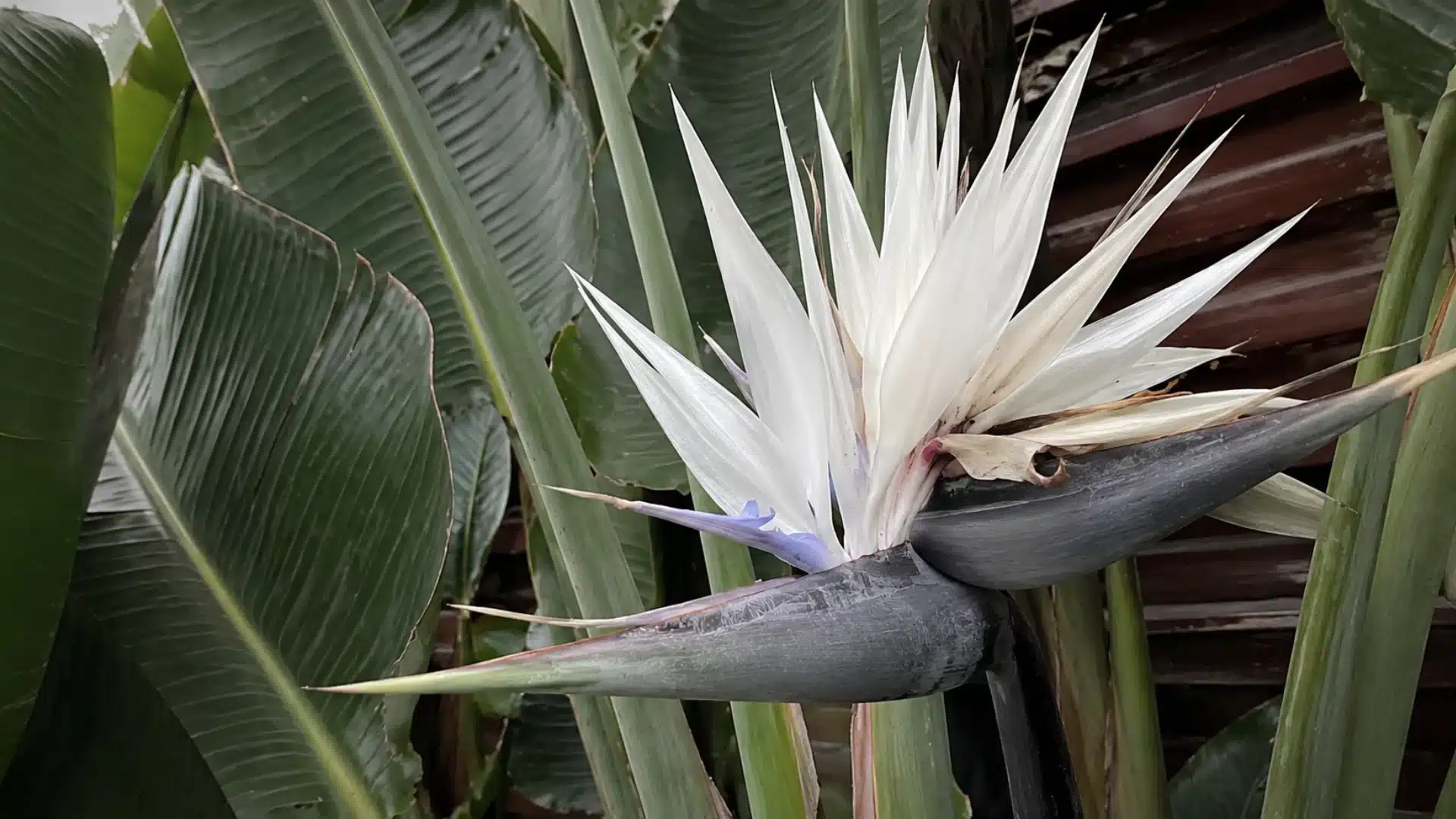 White bird of paradise bloom with broad green leaves against a wooden garden wall
