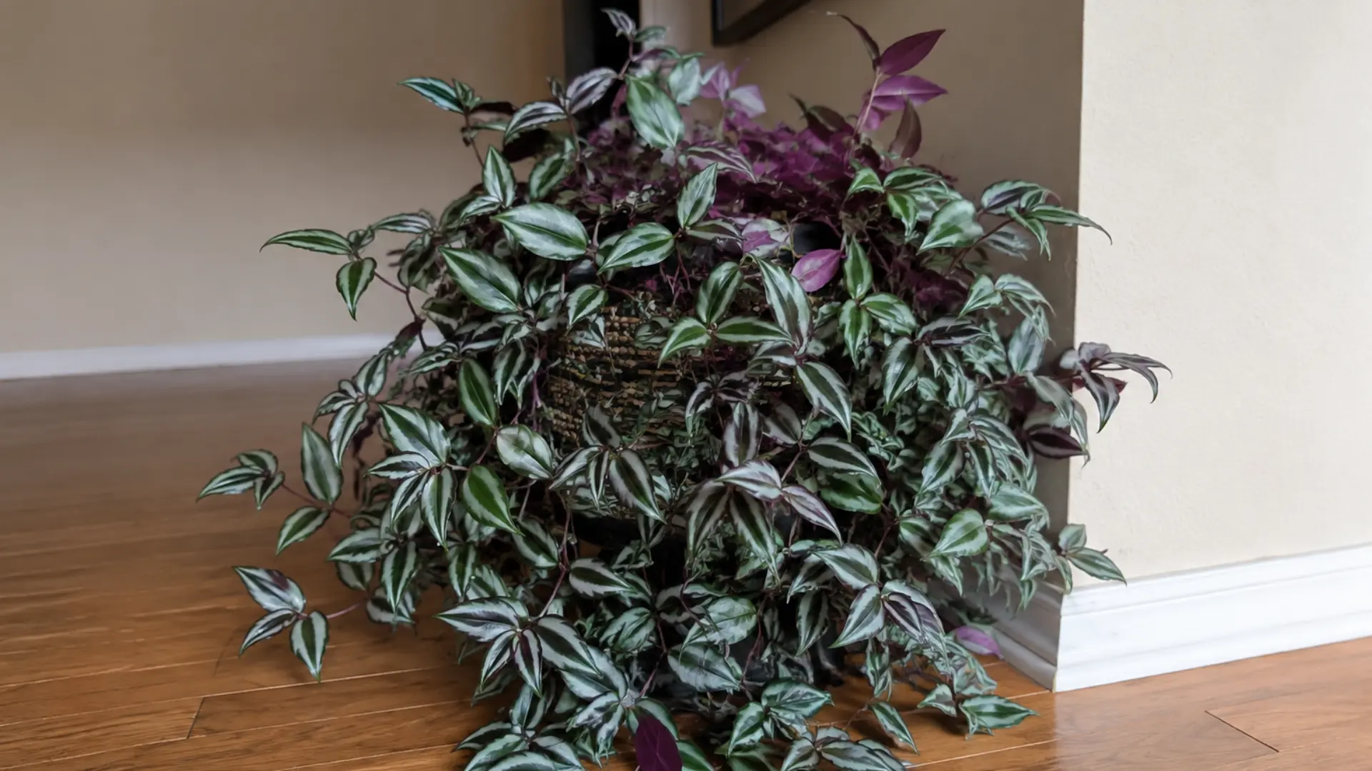 Indoor wandering jew plant with striped green and purple leaves cascading by a wall