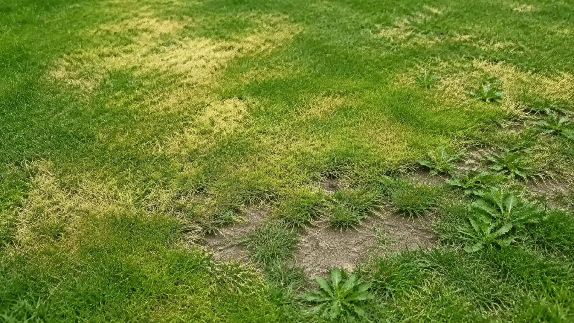 Lawn grass with yellow patches, thinning spots, bare areas, and weeds between sparse grass