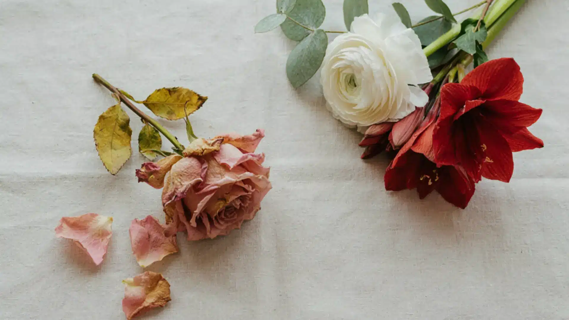 Wilted flower bloom separated from a bouquet