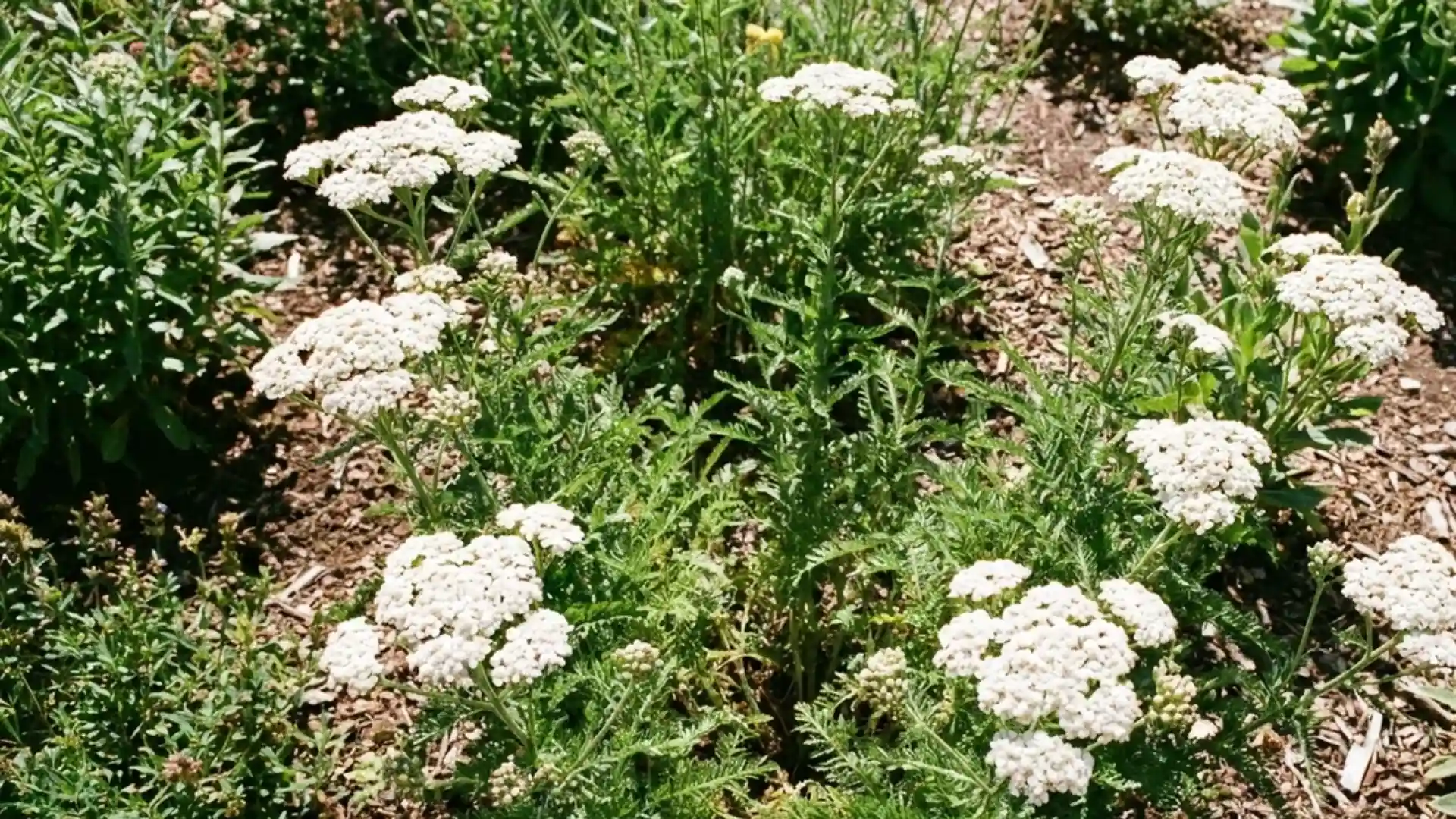 White yarrow blooms with ferny foliage in a sunny garden bed