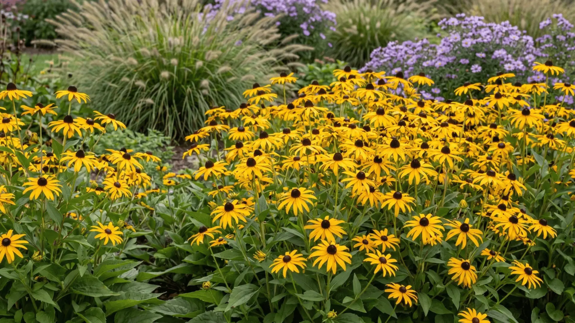 Yellow Black-Eyed Susan flowers with dark centers growing among green foliage in a garden