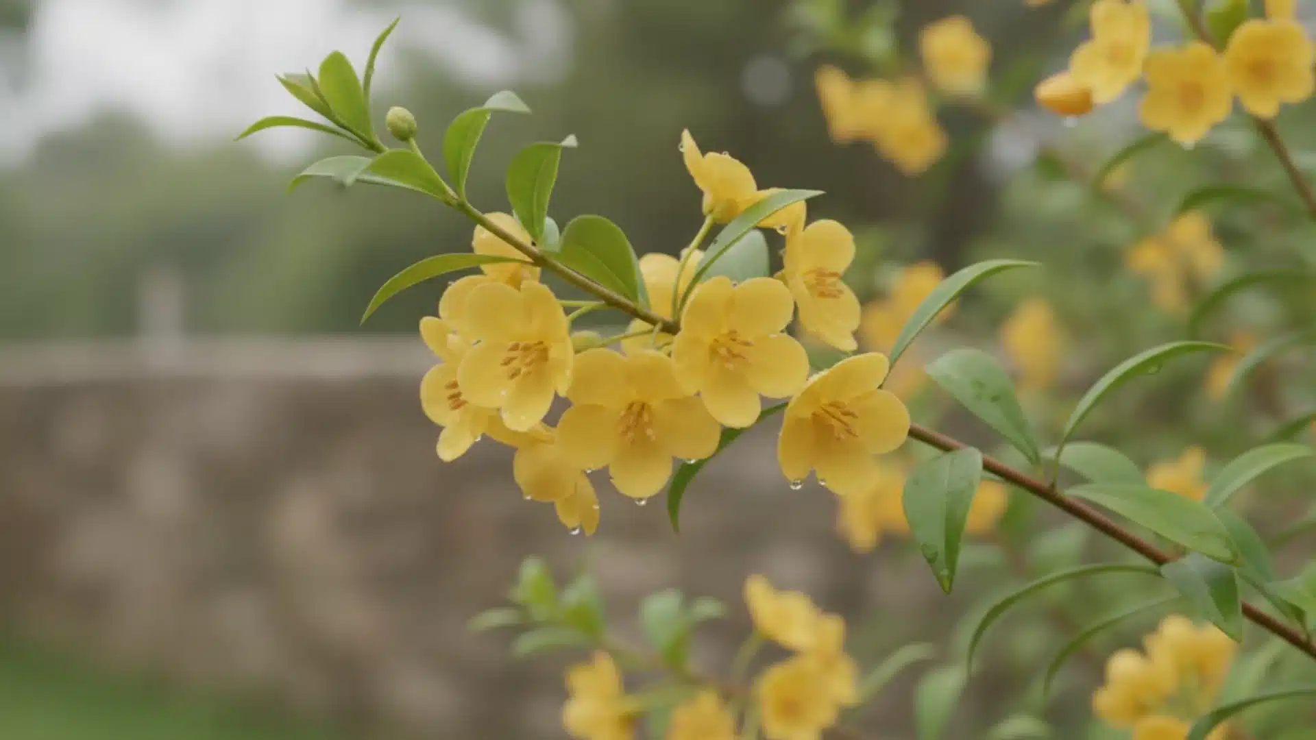Delicate yellow Carolina jessamine blooms with water drops on a green branch in soft light.