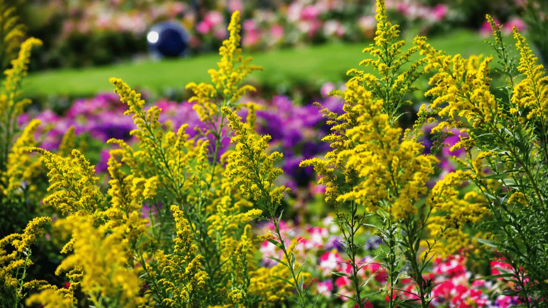 Yellow goldenrod flowers blooming with blurred colorful flowers and green garden background.