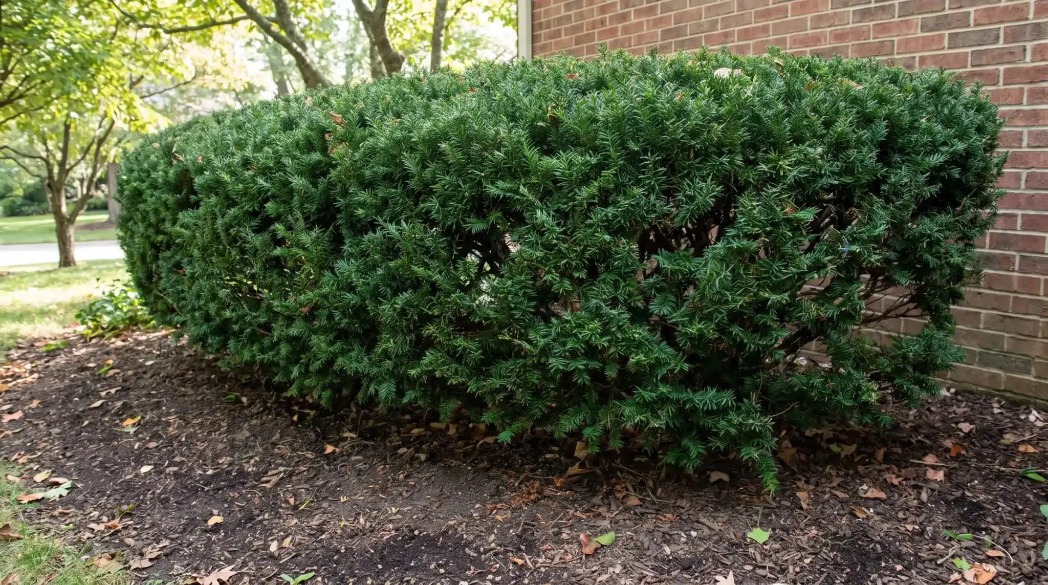 Dense dark green yew growing as a lightly pruned shrub in partial shade.