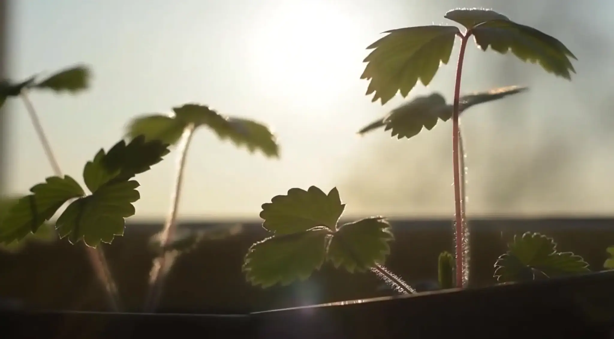 Young seedlings growing in direct sunlight near a window.